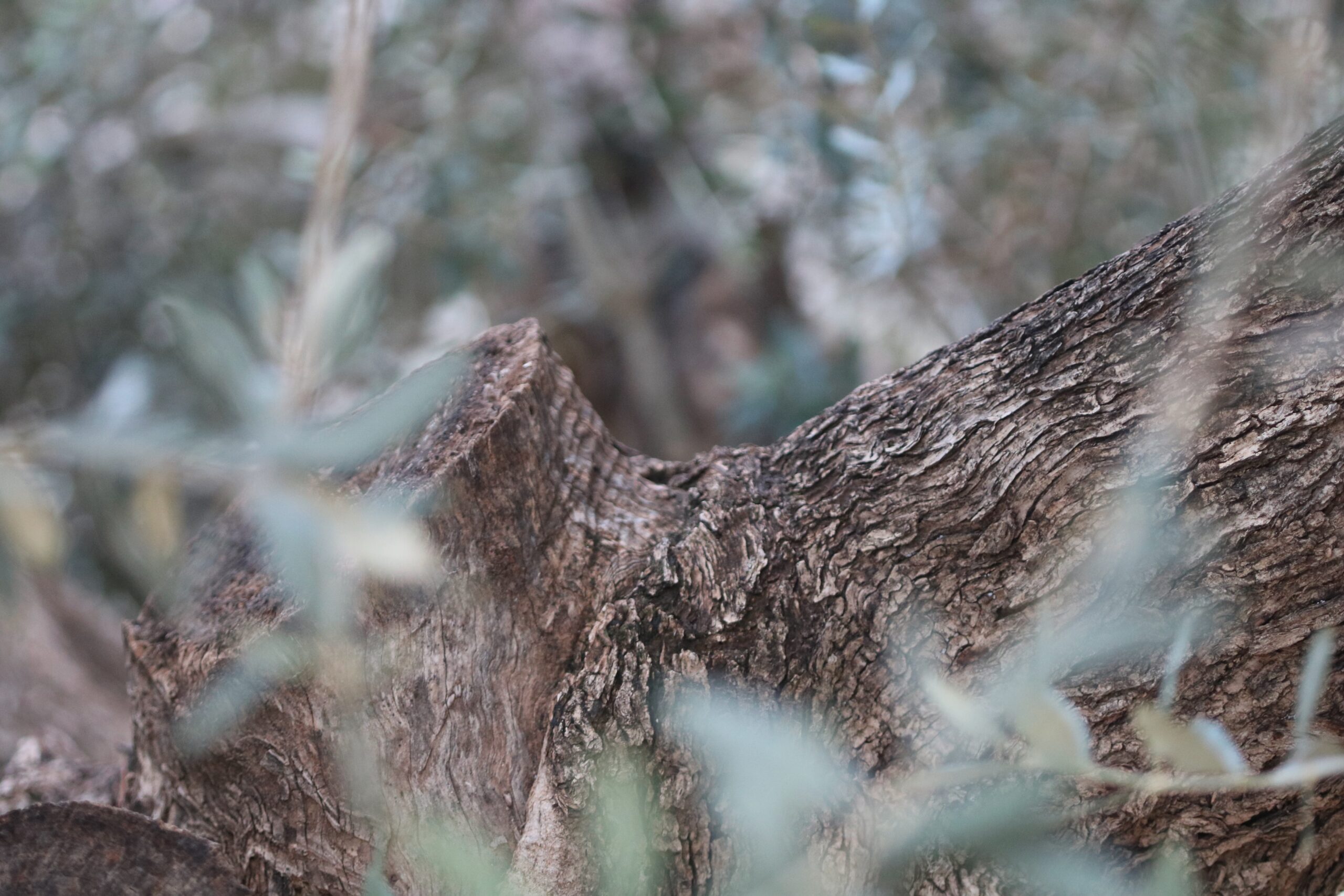 Oral Torah: Divinely Inspired Truth or Rabbinic Myth